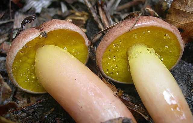 Aureoboletus gentilis     (Qul.)      Pouzar